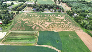 Corn Maze