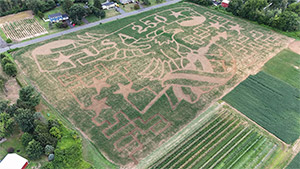 Corn Maze